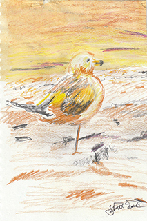 Herring Gull